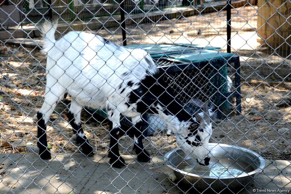Turistlərin daha çox üz tutduğu məkanlardan biri Bakı Zooparkıdır (FOTO)