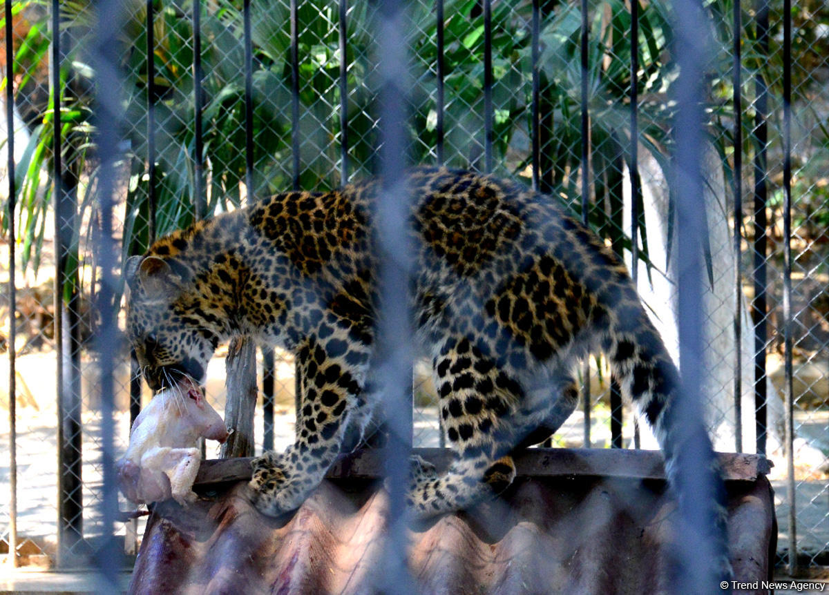 Turistlərin daha çox üz tutduğu məkanlardan biri Bakı Zooparkıdır (FOTO)