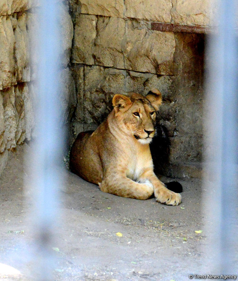 Turistlərin daha çox üz tutduğu məkanlardan biri Bakı Zooparkıdır (FOTO)