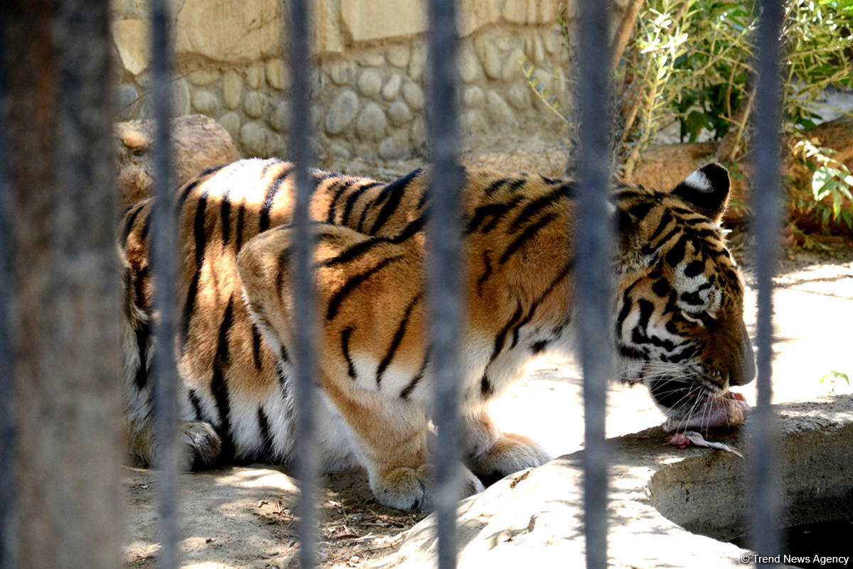 Turistlərin daha çox üz tutduğu məkanlardan biri Bakı Zooparkıdır (FOTO)