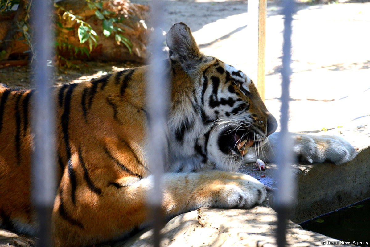 Turistlərin daha çox üz tutduğu məkanlardan biri Bakı Zooparkıdır (FOTO)