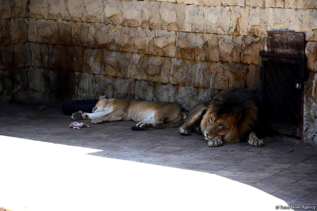 Turistlərin daha çox üz tutduğu məkanlardan biri Bakı Zooparkıdır (FOTO)