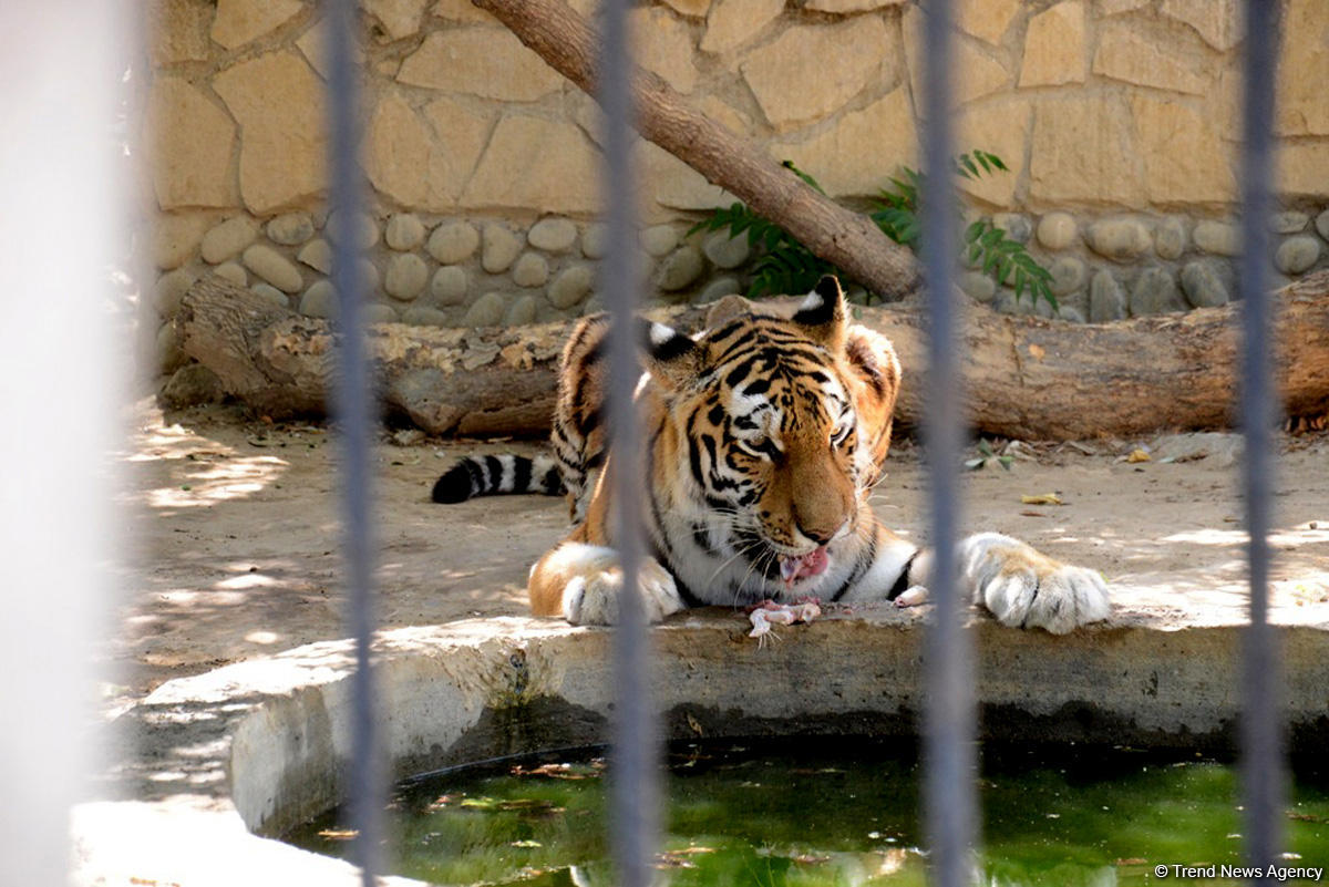 Turistlərin daha çox üz tutduğu məkanlardan biri Bakı Zooparkıdır (FOTO)