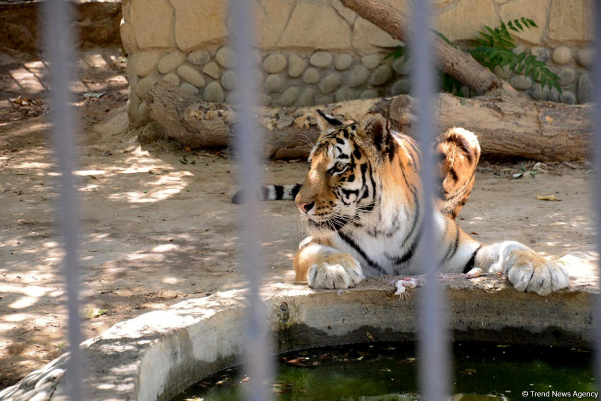 Turistlərin daha çox üz tutduğu məkanlardan biri Bakı Zooparkıdır (FOTO)
