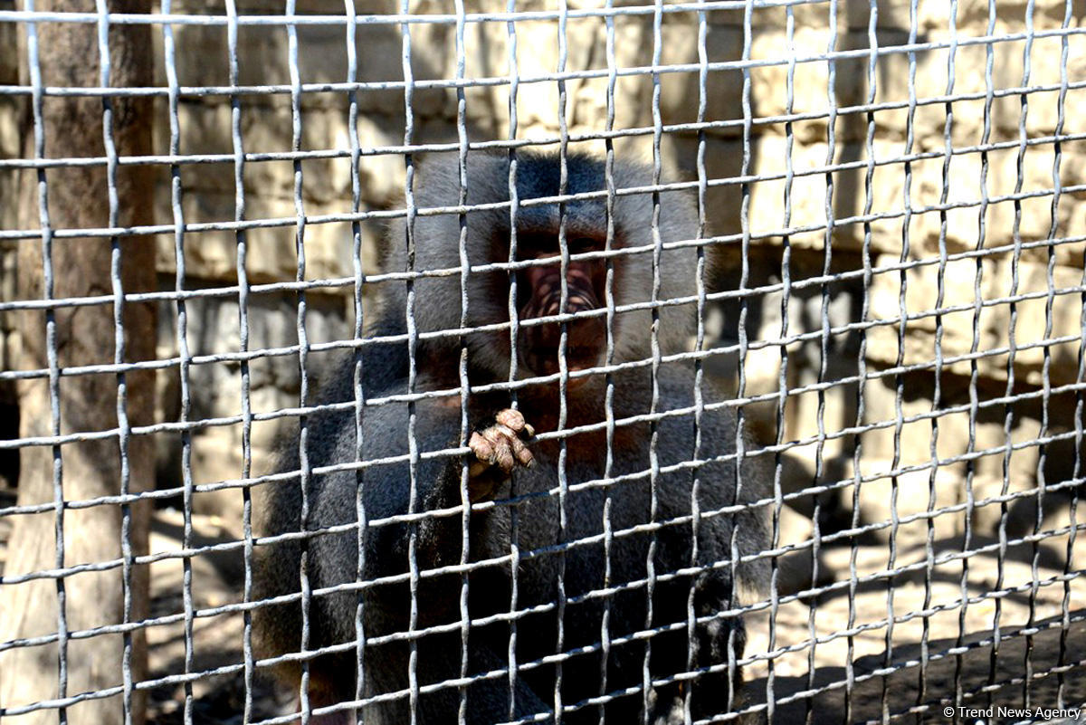 Turistlərin daha çox üz tutduğu məkanlardan biri Bakı Zooparkıdır (FOTO)