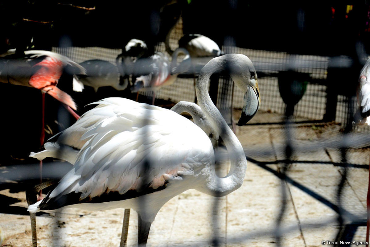 Turistlərin daha çox üz tutduğu məkanlardan biri Bakı Zooparkıdır (FOTO)