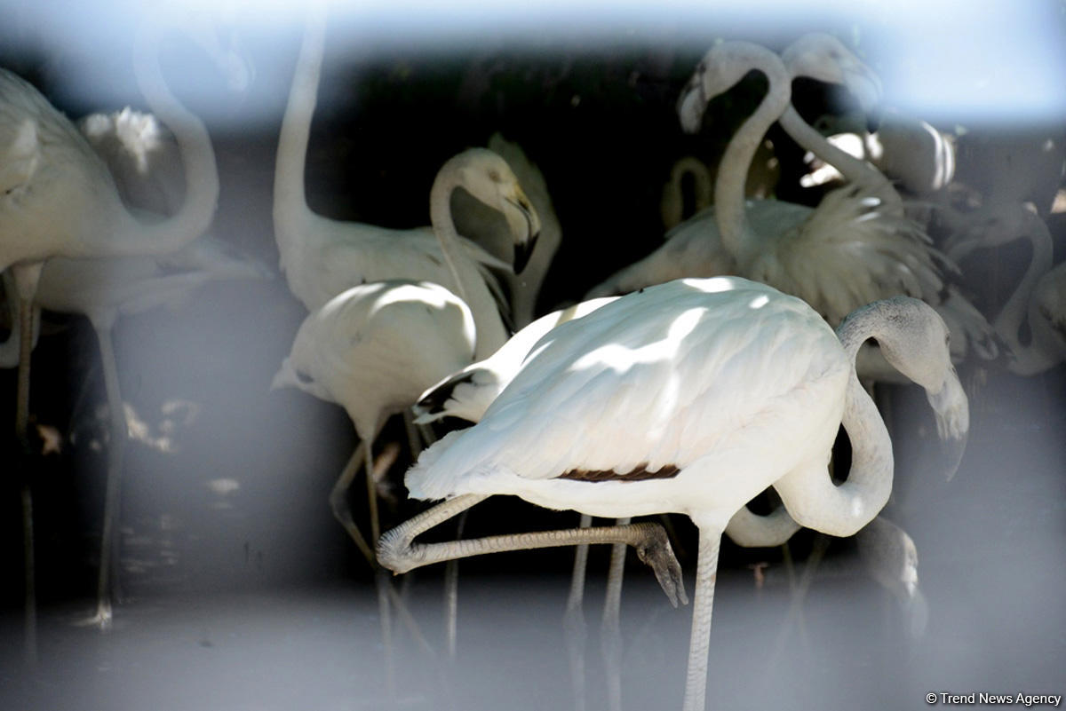 Turistlərin daha çox üz tutduğu məkanlardan biri Bakı Zooparkıdır (FOTO)