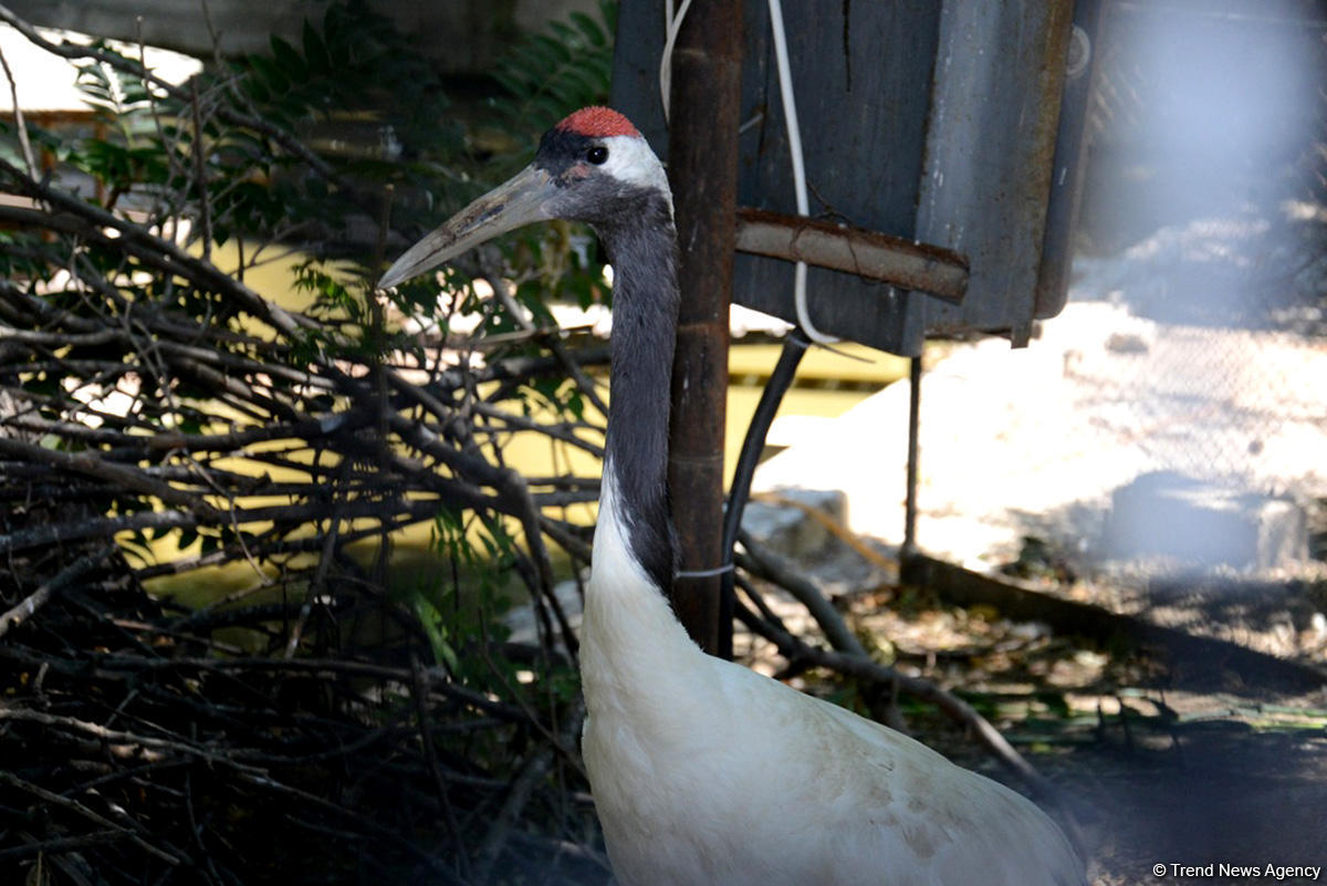 Turistlərin daha çox üz tutduğu məkanlardan biri Bakı Zooparkıdır (FOTO)