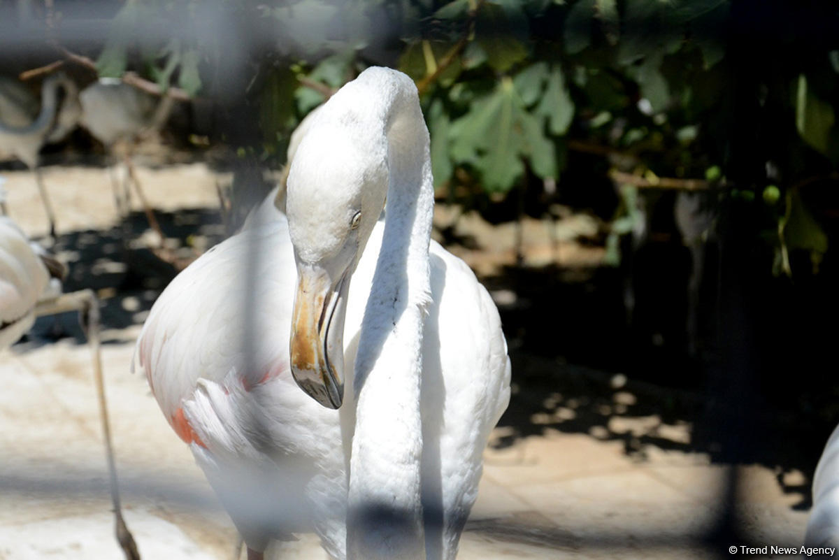 Turistlərin daha çox üz tutduğu məkanlardan biri Bakı Zooparkıdır (FOTO)