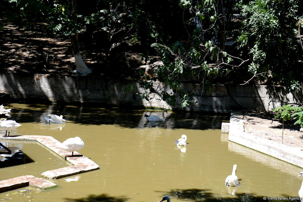 Turistlərin daha çox üz tutduğu məkanlardan biri Bakı Zooparkıdır (FOTO)