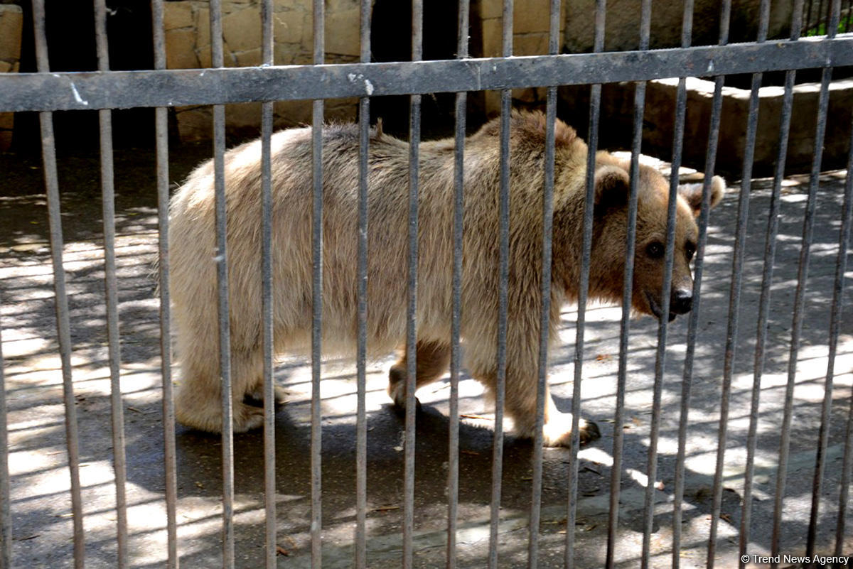 Turistlərin daha çox üz tutduğu məkanlardan biri Bakı Zooparkıdır (FOTO)