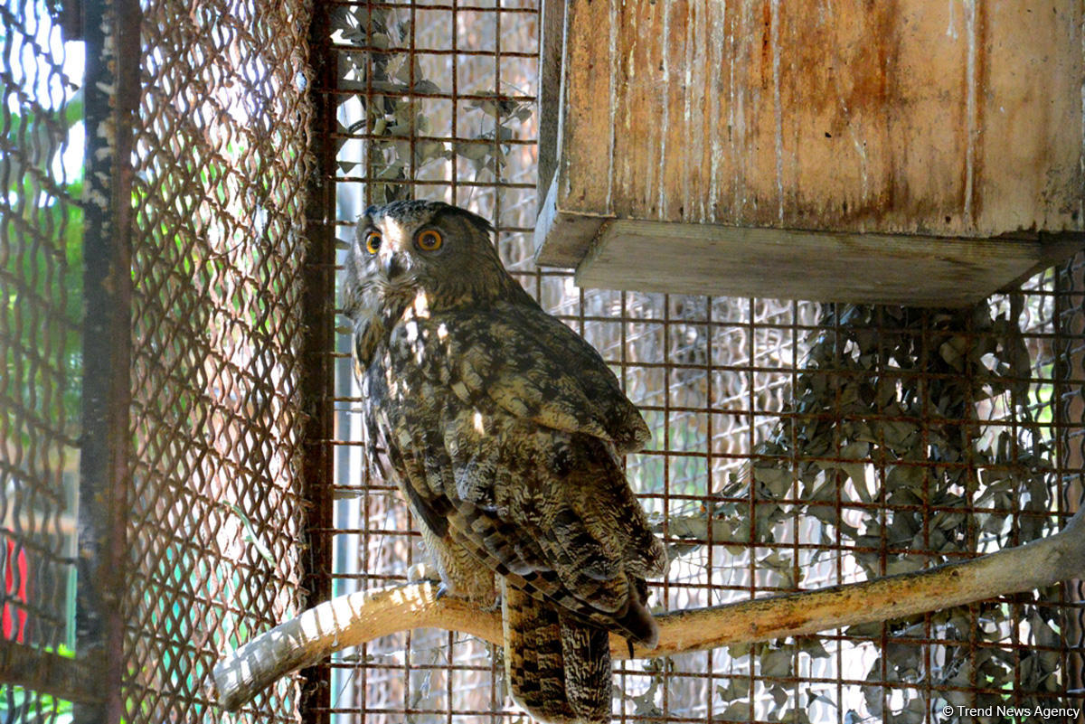 Turistlərin daha çox üz tutduğu məkanlardan biri Bakı Zooparkıdır (FOTO)