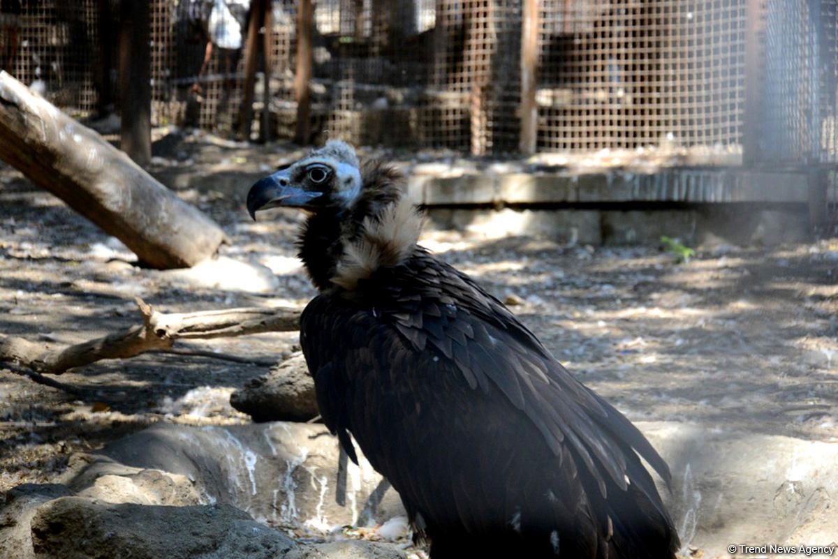 Turistlərin daha çox üz tutduğu məkanlardan biri Bakı Zooparkıdır (FOTO)