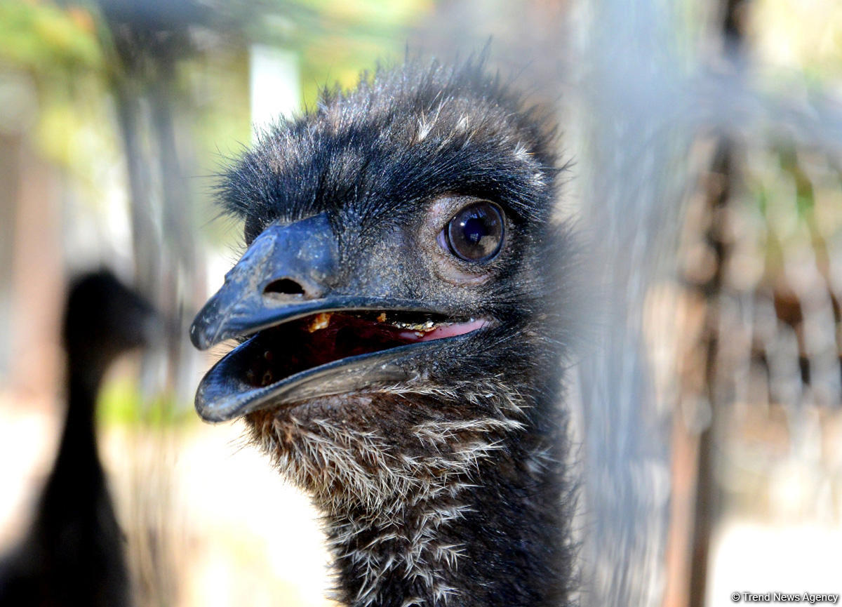 Turistlərin daha çox üz tutduğu məkanlardan biri Bakı Zooparkıdır (FOTO)