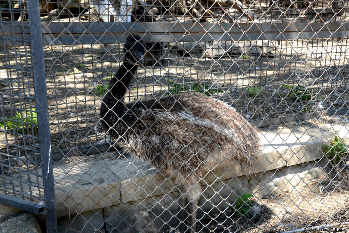 Turistlərin daha çox üz tutduğu məkanlardan biri Bakı Zooparkıdır (FOTO)