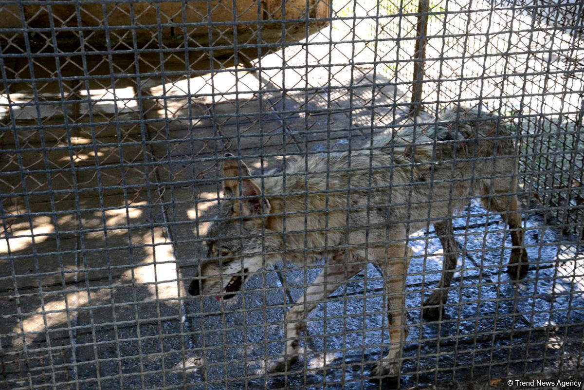 Turistlərin daha çox üz tutduğu məkanlardan biri Bakı Zooparkıdır (FOTO)