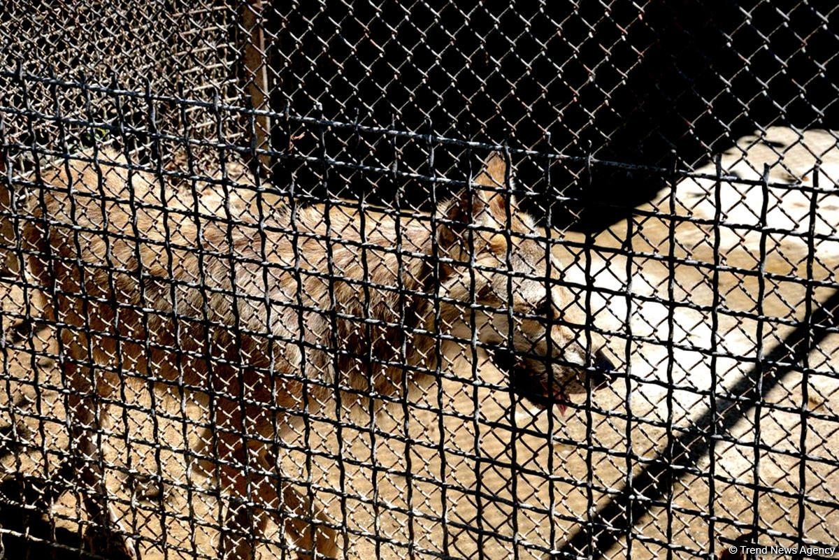 Turistlərin daha çox üz tutduğu məkanlardan biri Bakı Zooparkıdır (FOTO)