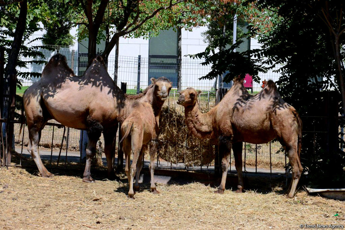 Turistlərin daha çox üz tutduğu məkanlardan biri Bakı Zooparkıdır (FOTO)