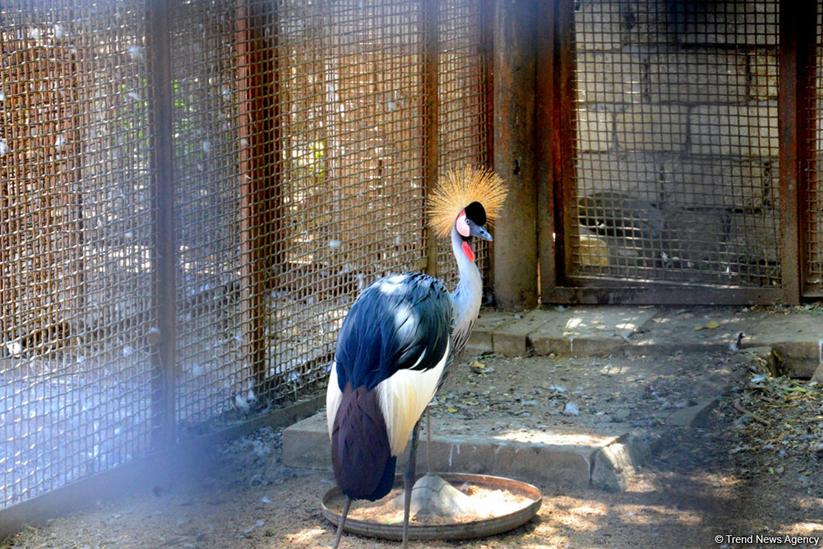 Turistlərin daha çox üz tutduğu məkanlardan biri Bakı Zooparkıdır (FOTO)