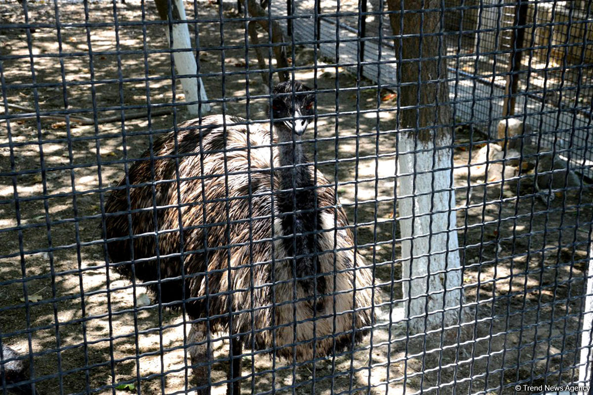 Turistlərin daha çox üz tutduğu məkanlardan biri Bakı Zooparkıdır (FOTO)