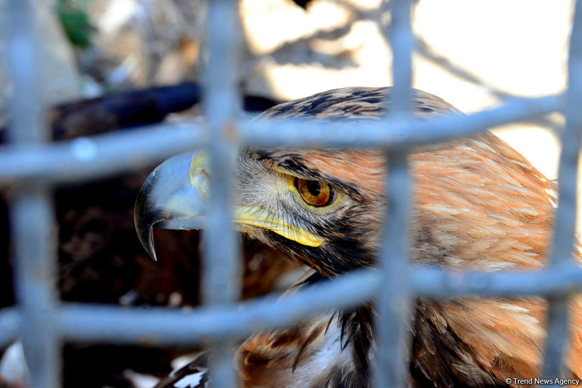 Turistlərin daha çox üz tutduğu məkanlardan biri Bakı Zooparkıdır (FOTO)