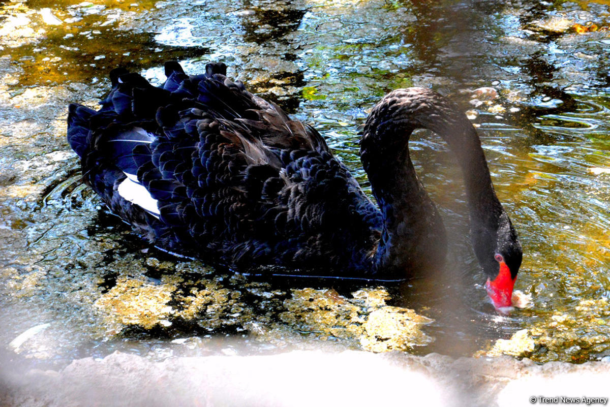 Turistlərin daha çox üz tutduğu məkanlardan biri Bakı Zooparkıdır (FOTO)