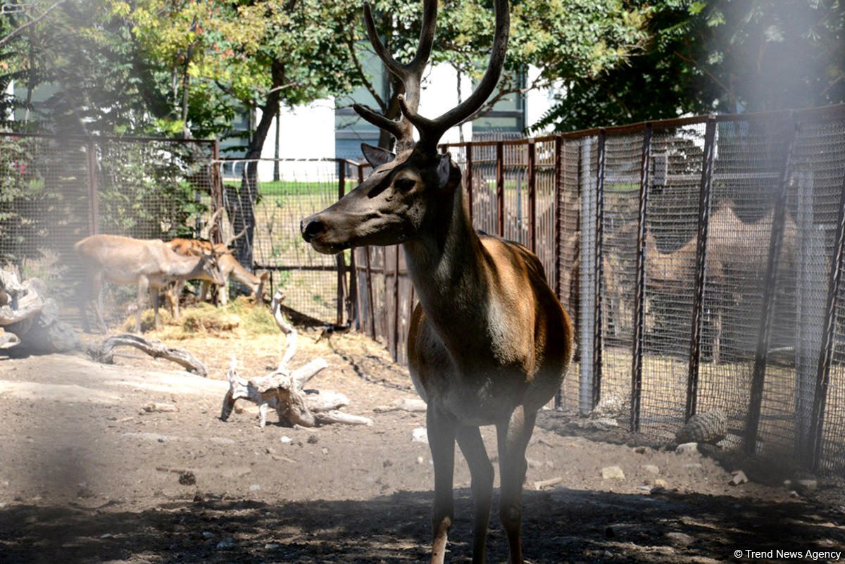 Turistlərin daha çox üz tutduğu məkanlardan biri Bakı Zooparkıdır (FOTO)