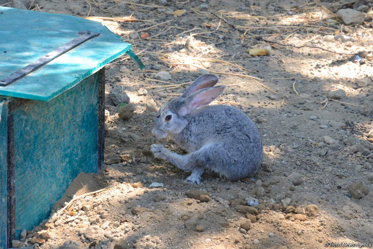 Turistlərin daha çox üz tutduğu məkanlardan biri Bakı Zooparkıdır (FOTO)