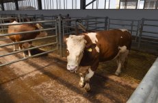 Prezident İlham Əliyev Respublika Süni Mayalanma Mərkəzinin açılışında iştirak edib (FOTO)