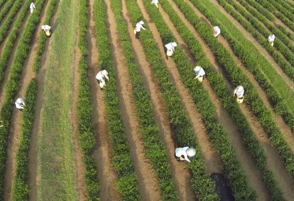 Azərbaycanda çay istehsalı azalıb, idxal və ixrac isə artıb
