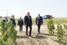 Prezident İlham Əliyev Cəlilabadda “Günəşli-Aqro” MMC-nin aqroparkında yaradılan şəraitlə tanış olub (FOTO)