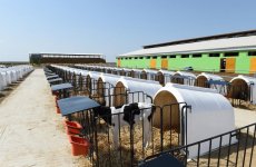 Prezident İlham Əliyev Cəlilabadda “Günəşli-Aqro” MMC-nin aqroparkında yaradılan şəraitlə tanış olub (FOTO)