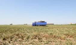 Prezident İlham Əliyev Cəlilabadda “Günəşli-Aqro” MMC-nin aqroparkında yaradılan şəraitlə tanış olub (FOTO)