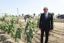 Prezident İlham Əliyev Cəlilabadda “Günəşli-Aqro” MMC-nin aqroparkında yaradılan şəraitlə tanış olub (FOTO)