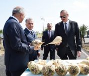 Prezident İlham Əliyev Cəlilabadda “Günəşli-Aqro” MMC-nin aqroparkında yaradılan şəraitlə tanış olub (FOTO)
