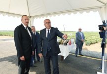 Prezident İlham Əliyev Lənkəranda “Astara Çay” MMC-nin çay plantasiyalarına baxıb (FOTO)