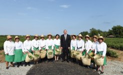 Prezident İlham Əliyev Lənkəranda “Astara Çay” MMC-nin çay plantasiyalarına baxıb (FOTO)