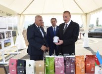 Prezident İlham Əliyev Lənkəranda “Astara Çay” MMC-nin çay plantasiyalarına baxıb (FOTO)