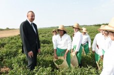 Prezident İlham Əliyev Lənkəranda “Astara Çay” MMC-nin çay plantasiyalarına baxıb (FOTO)