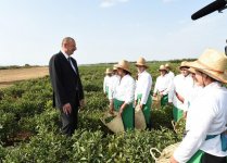 Prezident İlham Əliyev Lənkəranda “Astara Çay” MMC-nin çay plantasiyalarına baxıb (FOTO)