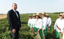 Prezident İlham Əliyev Lənkəranda “Astara Çay” MMC-nin çay plantasiyalarına baxıb (FOTO)