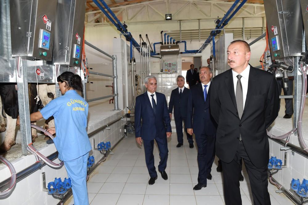 Prezident İlham Əliyev Cəlilabadda “Günəşli-Aqro” MMC-nin aqroparkında yaradılan şəraitlə tanış olub (FOTO)