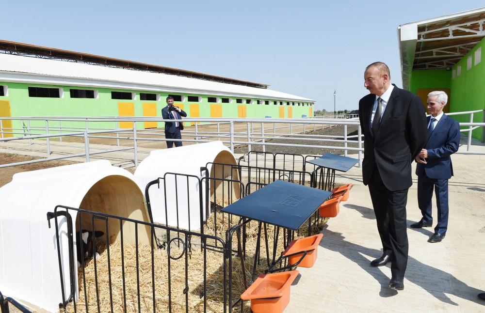 Prezident İlham Əliyev Cəlilabadda “Günəşli-Aqro” MMC-nin aqroparkında yaradılan şəraitlə tanış olub (FOTO)