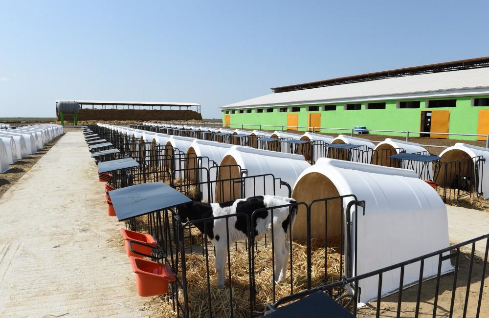Prezident İlham Əliyev Cəlilabadda “Günəşli-Aqro” MMC-nin aqroparkında yaradılan şəraitlə tanış olub (FOTO)