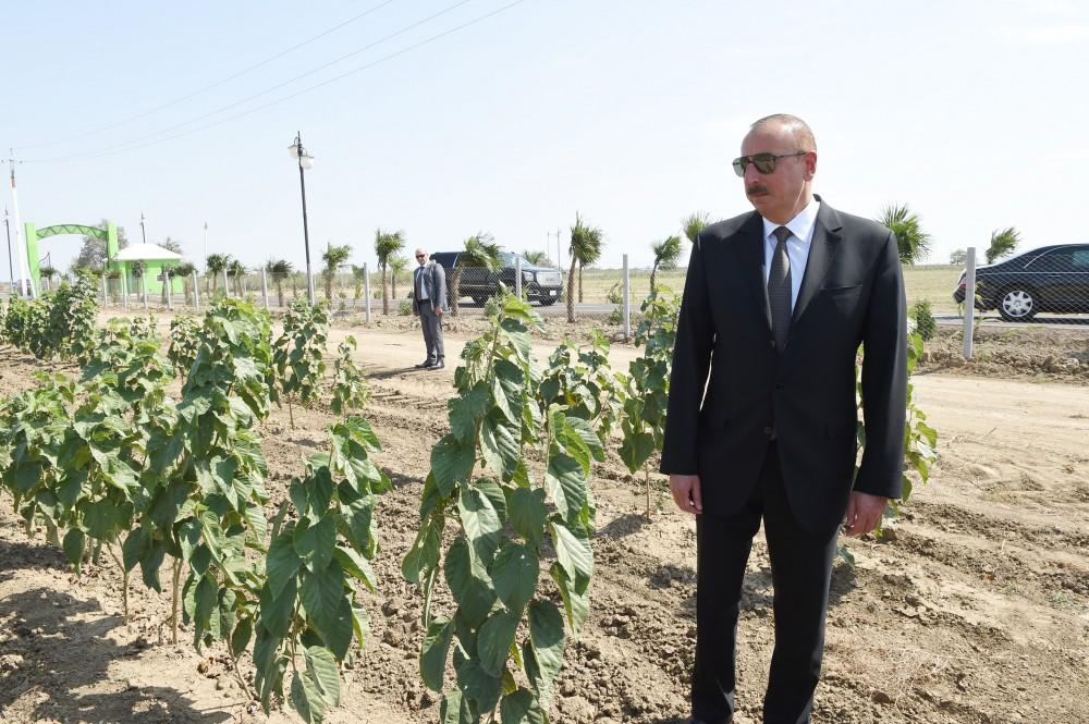 Prezident İlham Əliyev Cəlilabadda “Günəşli-Aqro” MMC-nin aqroparkında yaradılan şəraitlə tanış olub (FOTO)