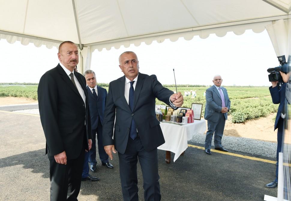 Prezident İlham Əliyev Lənkəranda “Astara Çay” MMC-nin çay plantasiyalarına baxıb (FOTO)