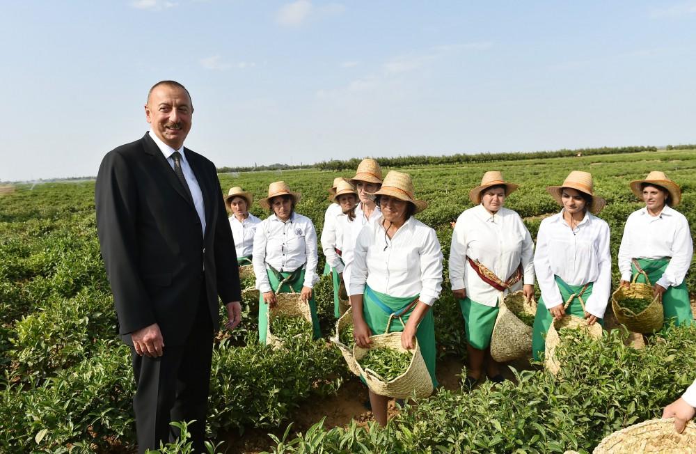 Prezident İlham Əliyev Lənkəranda “Astara Çay” MMC-nin çay plantasiyalarına baxıb (FOTO)