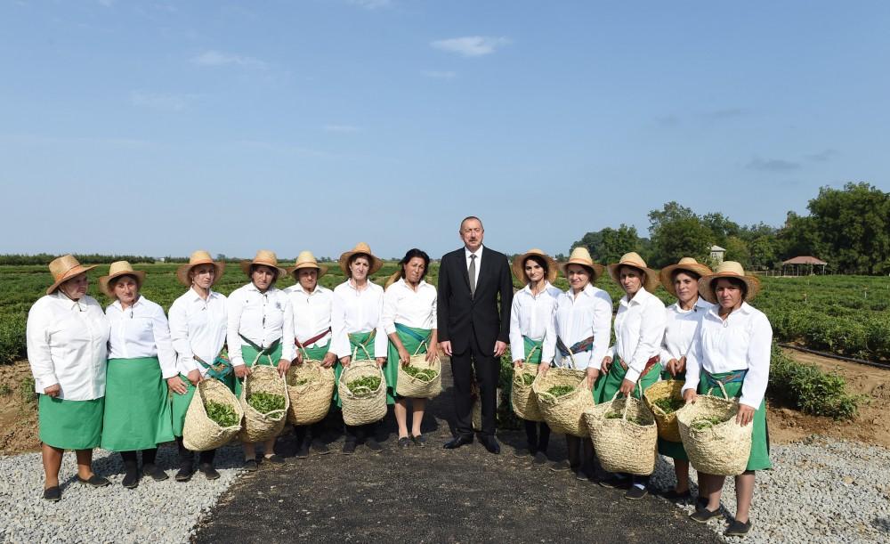 Prezident İlham Əliyev Lənkəranda “Astara Çay” MMC-nin çay plantasiyalarına baxıb (FOTO)