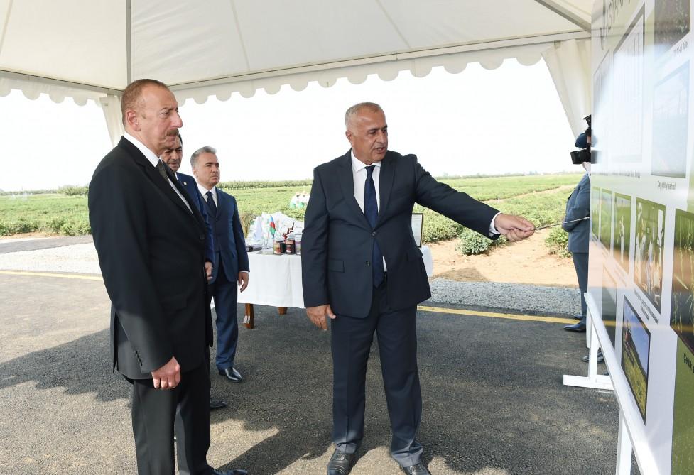 Prezident İlham Əliyev Lənkəranda “Astara Çay” MMC-nin çay plantasiyalarına baxıb (FOTO)