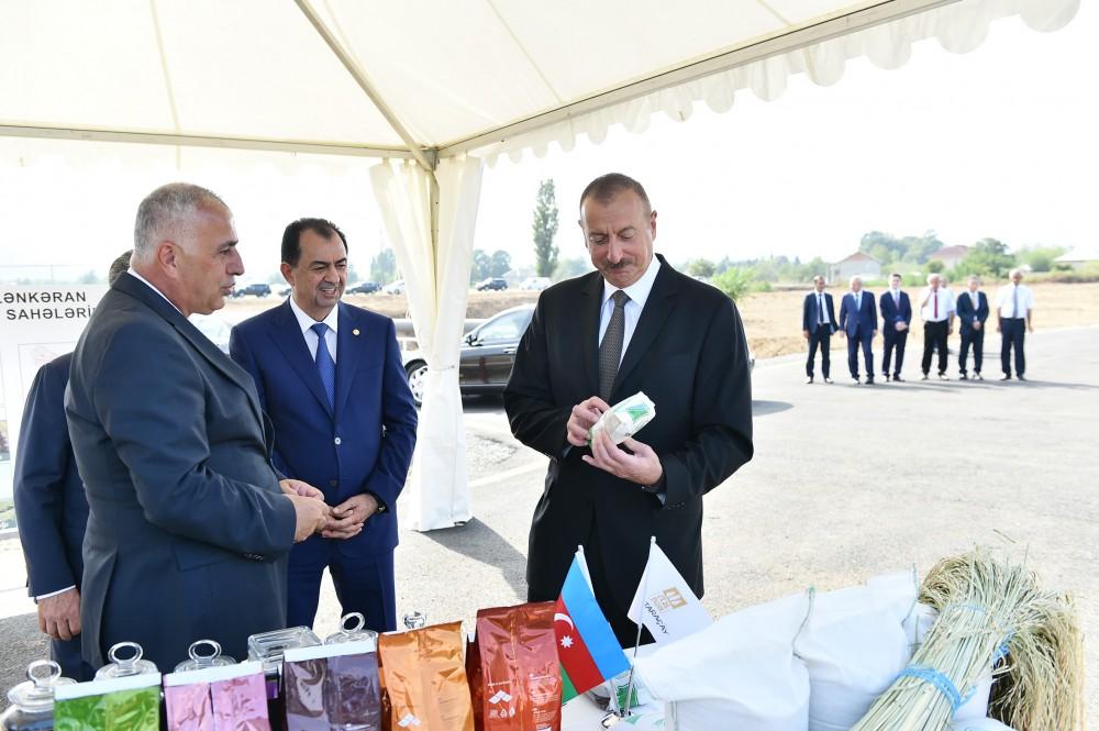 Prezident İlham Əliyev Lənkəranda “Astara Çay” MMC-nin çay plantasiyalarına baxıb (FOTO)